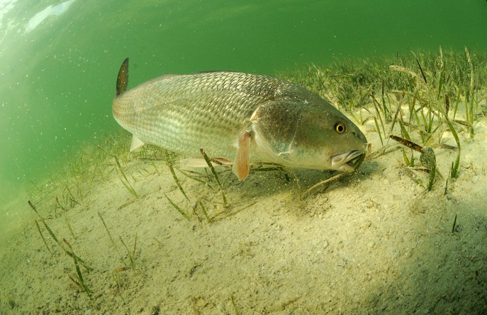 redfish fishing charter