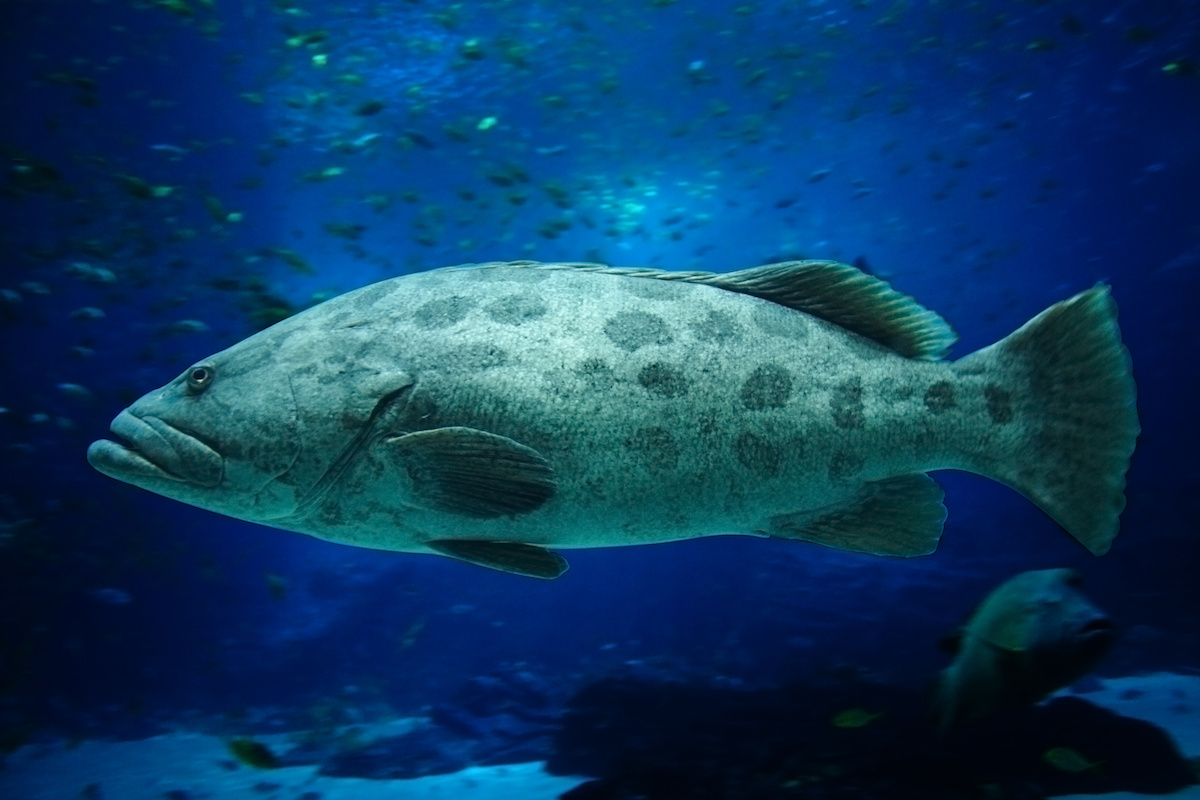 Gag Grouper Season Kicked Off in Gulf Clearwater Inshore Fishing