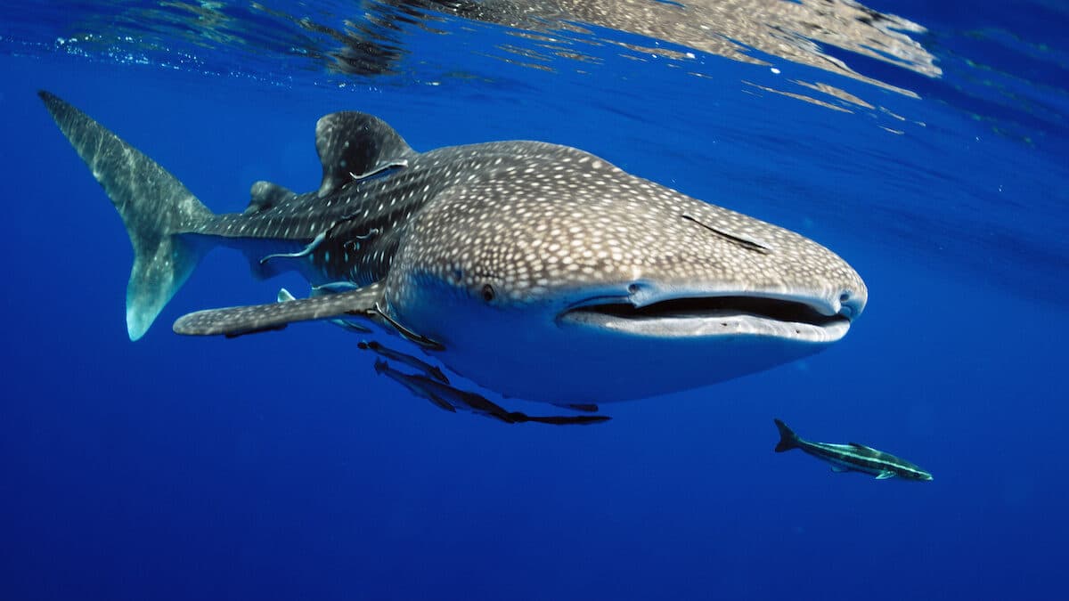 Endangered Whale Sharks Spotted Off the Coast of Tampa Bay Clearwater